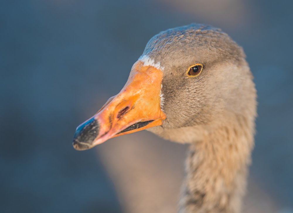 Фотография автора Marta Goch