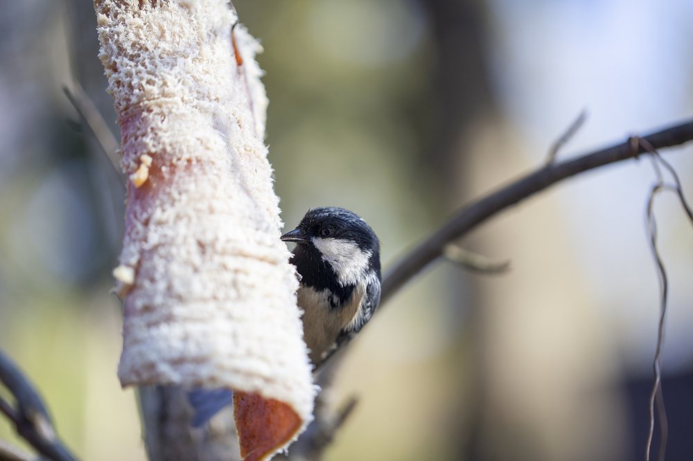 Фотография автора Josef Nový
