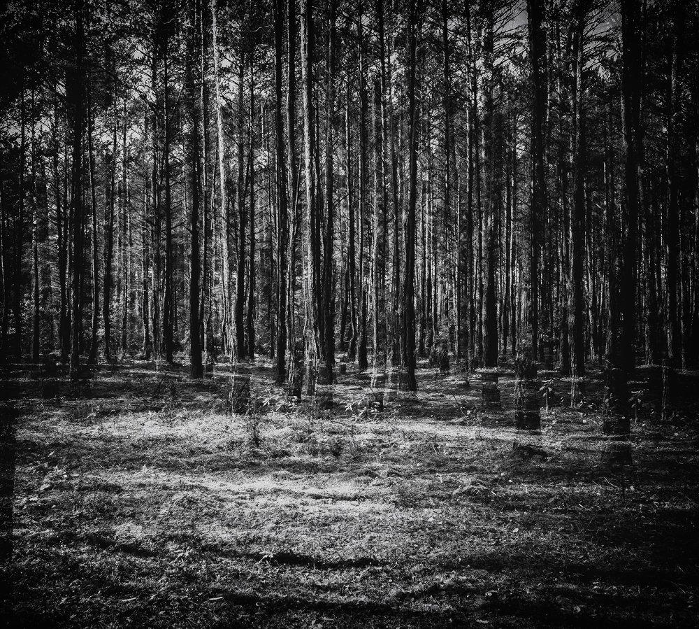 Photograph by Adam Czarniewicz