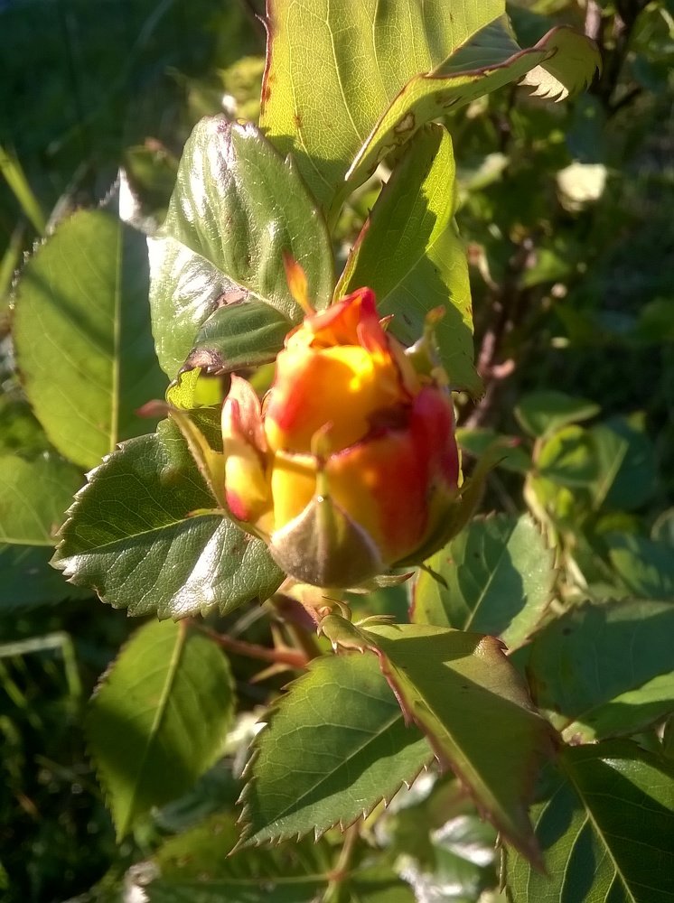 Photograph by Евгения Коркунова