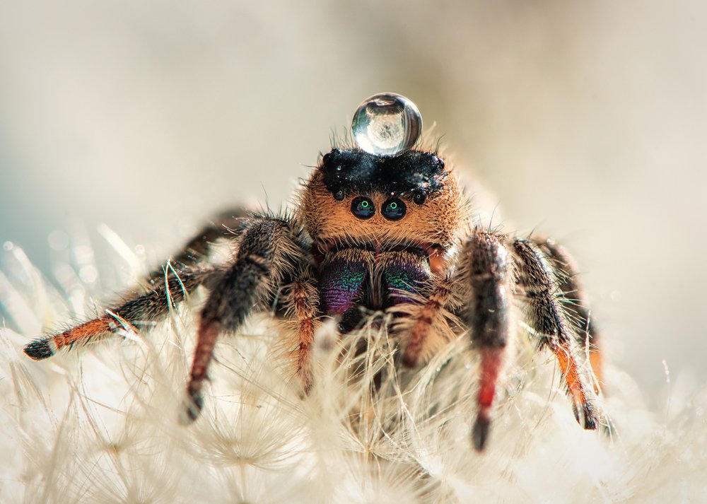 Коронованная особа!