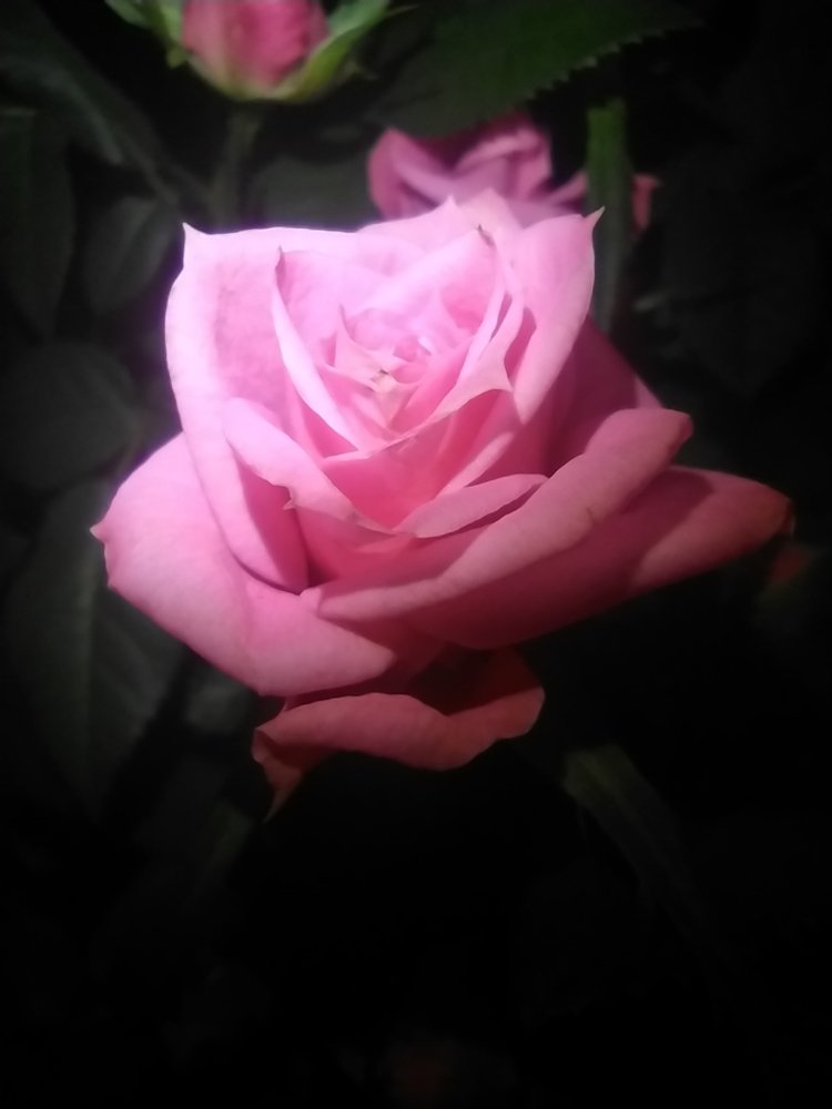 Photograph by Евгения Коркунова