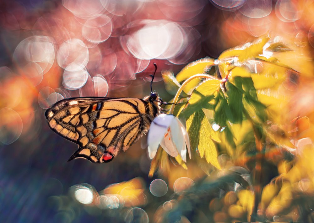 В лучах весеннего солнца