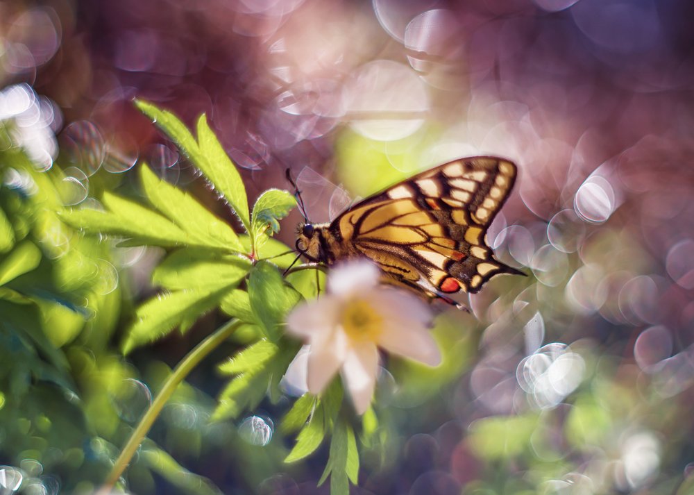 Photograph by Анастасия Третьякова