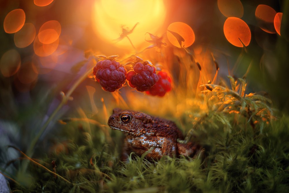 Хозяйка малинника