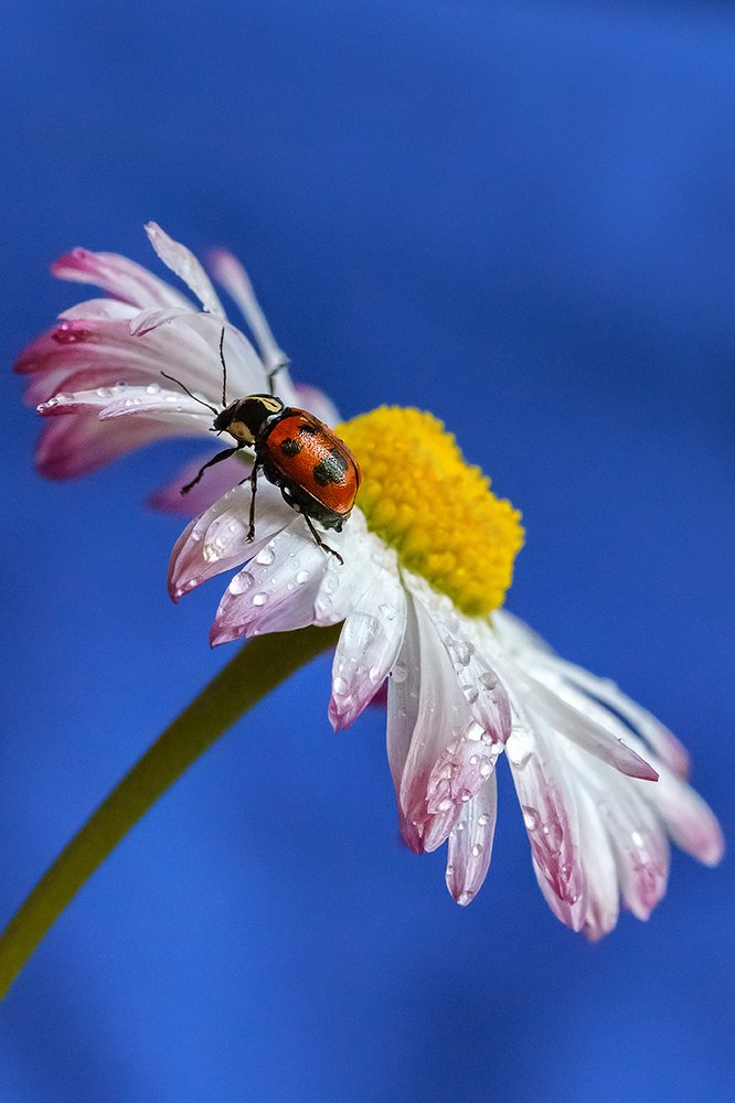 Фотография автора ЯR Ольга