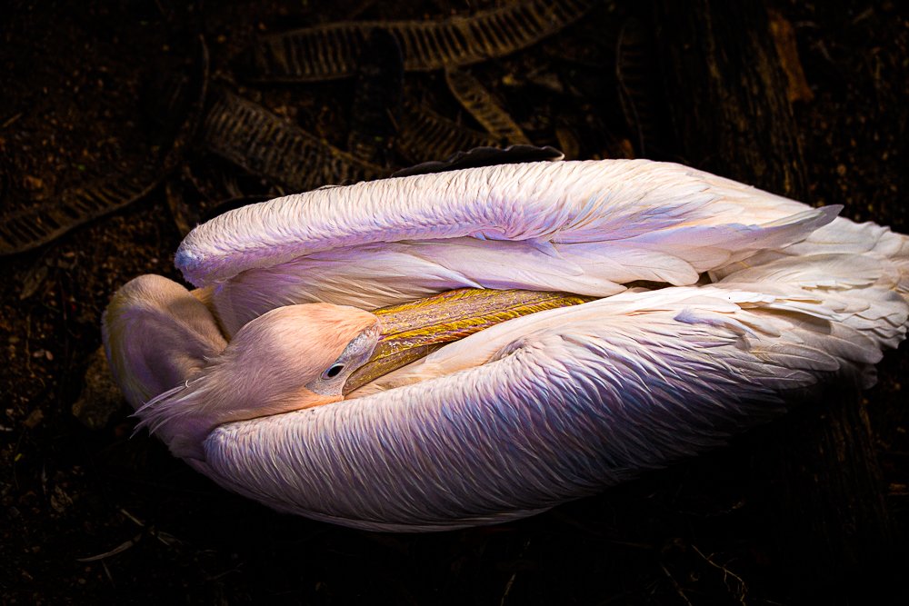 Photograph by Giancarlo Cornoló