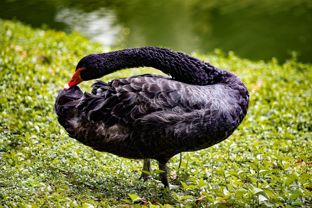 Photograph by Giancarlo Cornoló