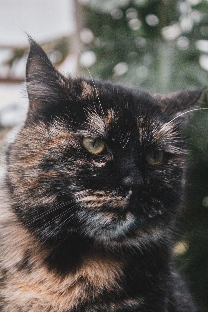 Photograph by Ангелина Быстрова