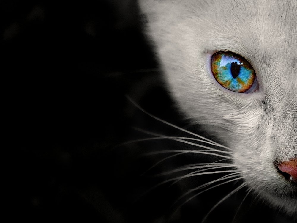 Photograph by Kayes Md Imrul