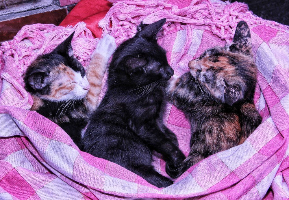 Photograph by Catur Catur Priyo Santoso