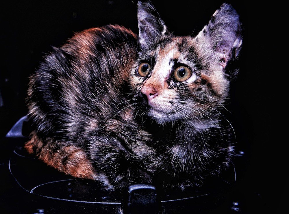 Photograph by Catur Catur Priyo Santoso