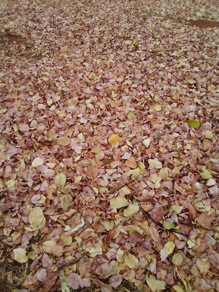 Primeiro dia de primavera à concurso
