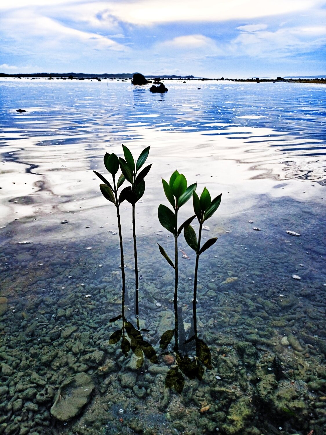 Mangrove