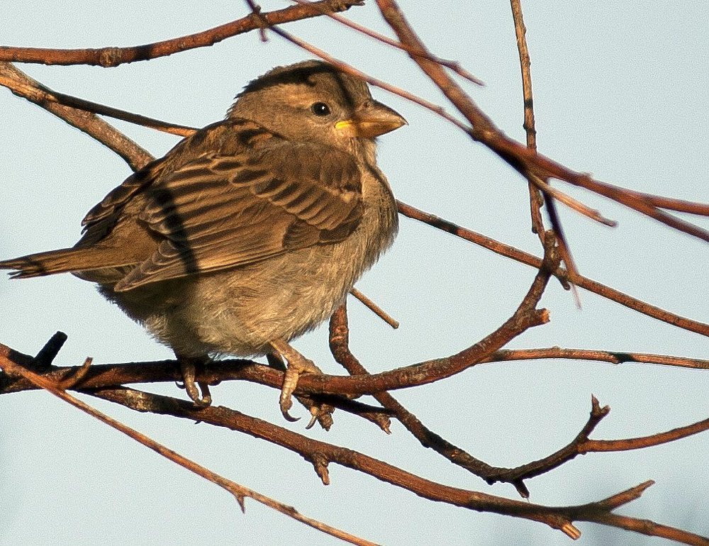 Photograph by Gunasekera Janath