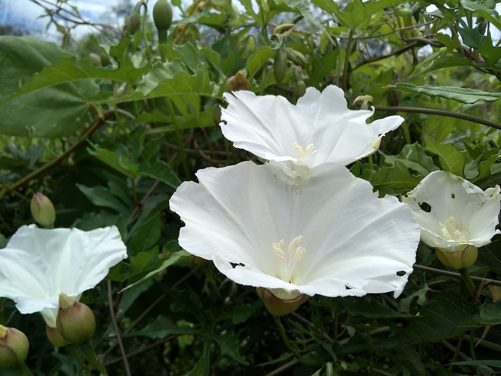 Photo #4983970
