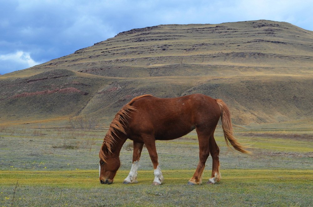 Степные просторы