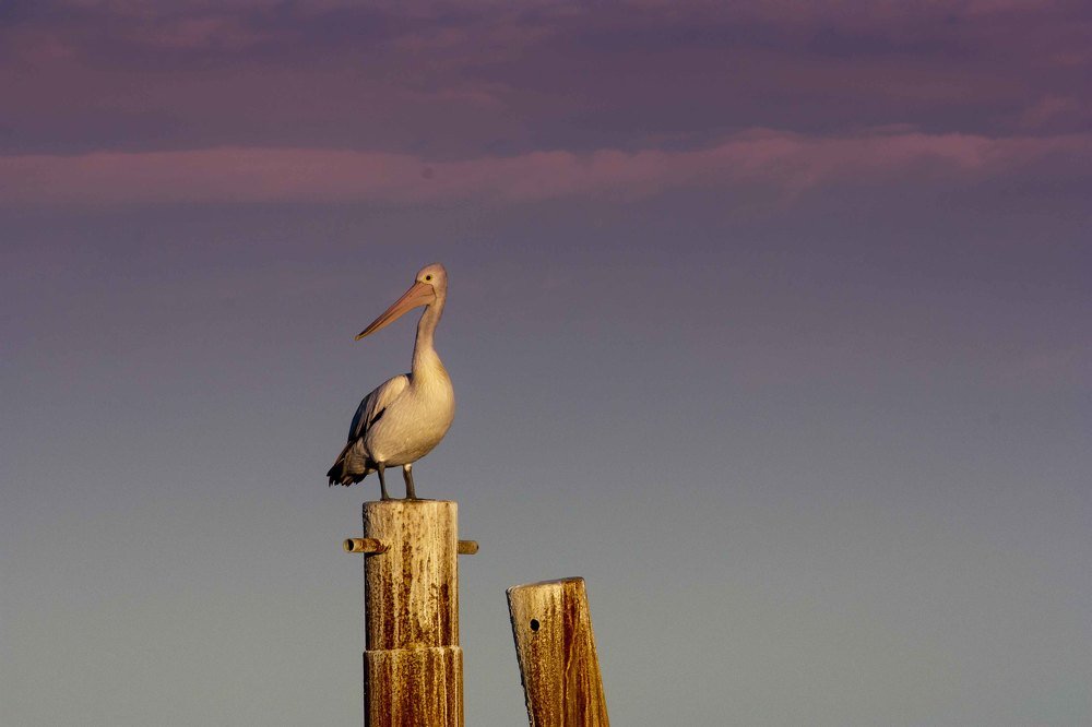 Photograph by Gunasekera Janath
