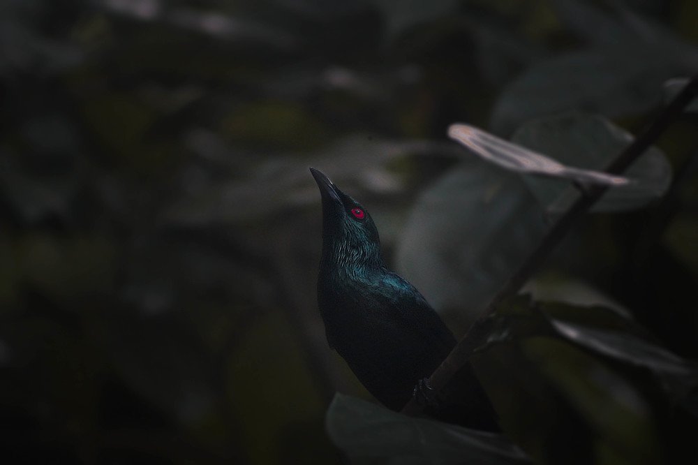 ''ku-00 ku-00'' ft Asia koel