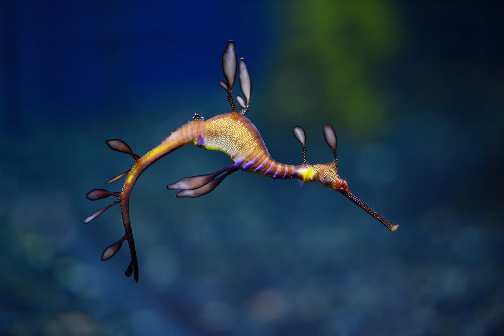 Photograph by SI SABER LOTFI