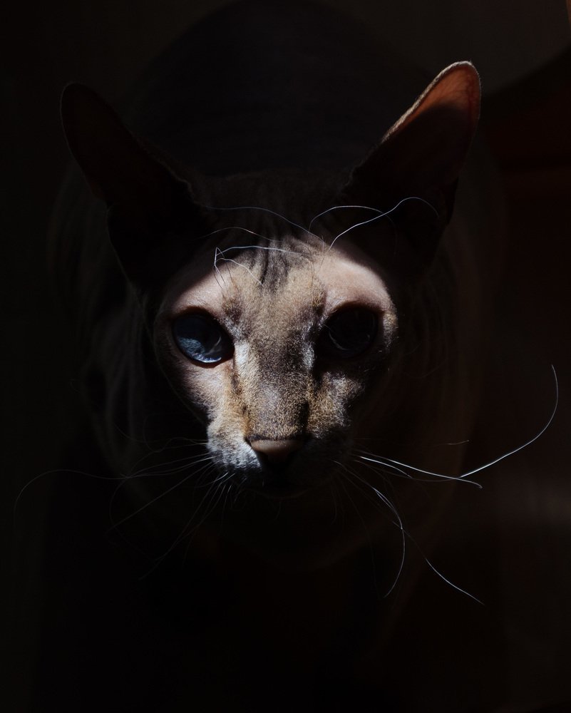 Photograph by Надежда Веденеева