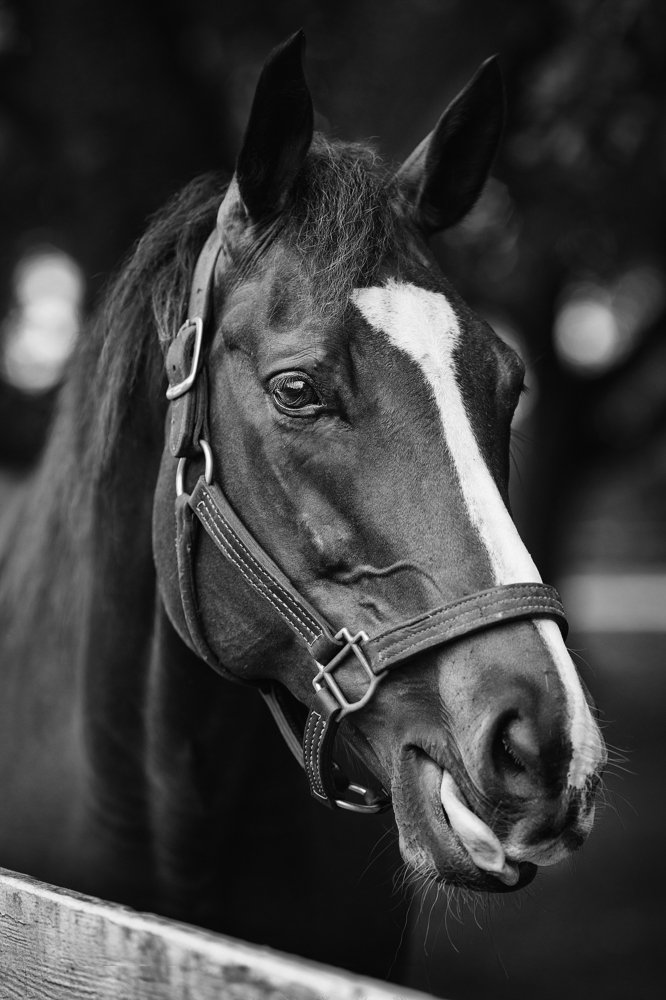 Photograph by Svitlana Krichevsky