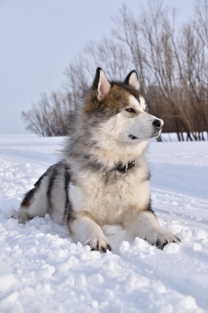 Сибирская модель