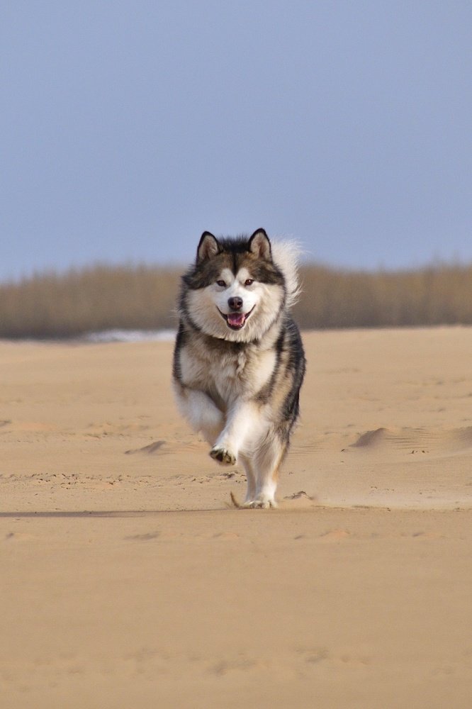 Счастливый маламут