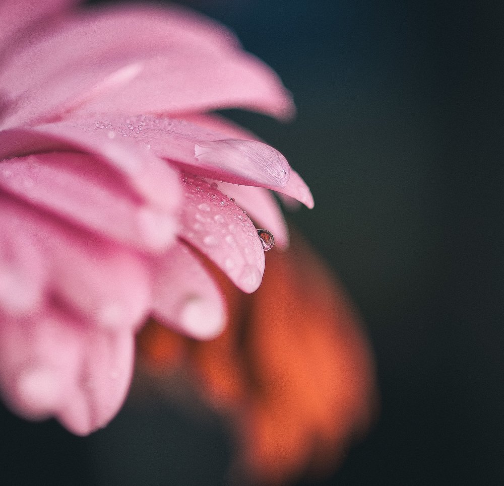 Фотография автора Виктория Воробьева