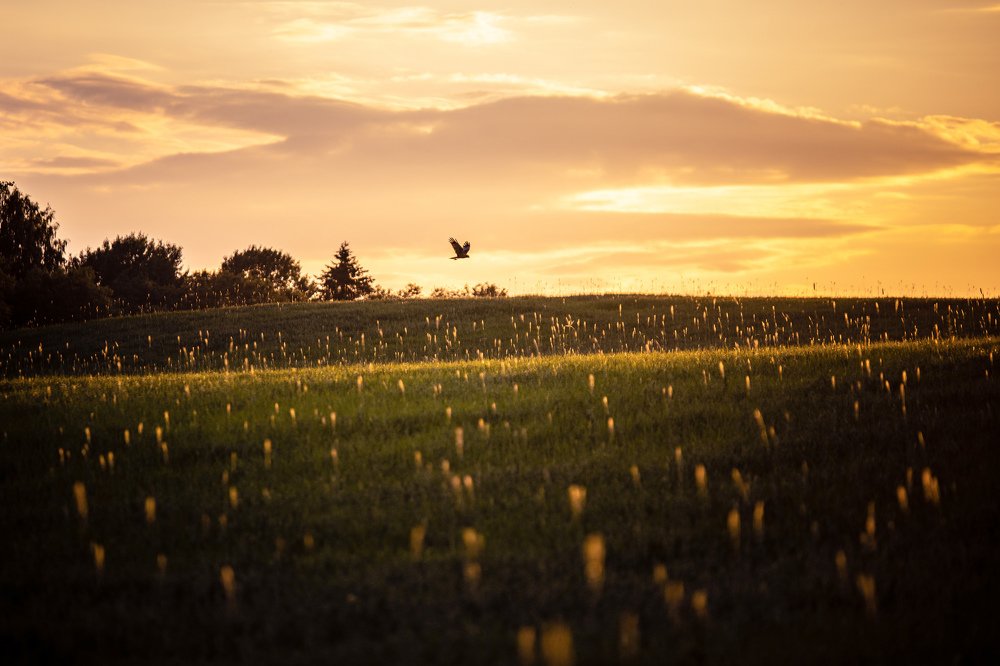 Golden Flight