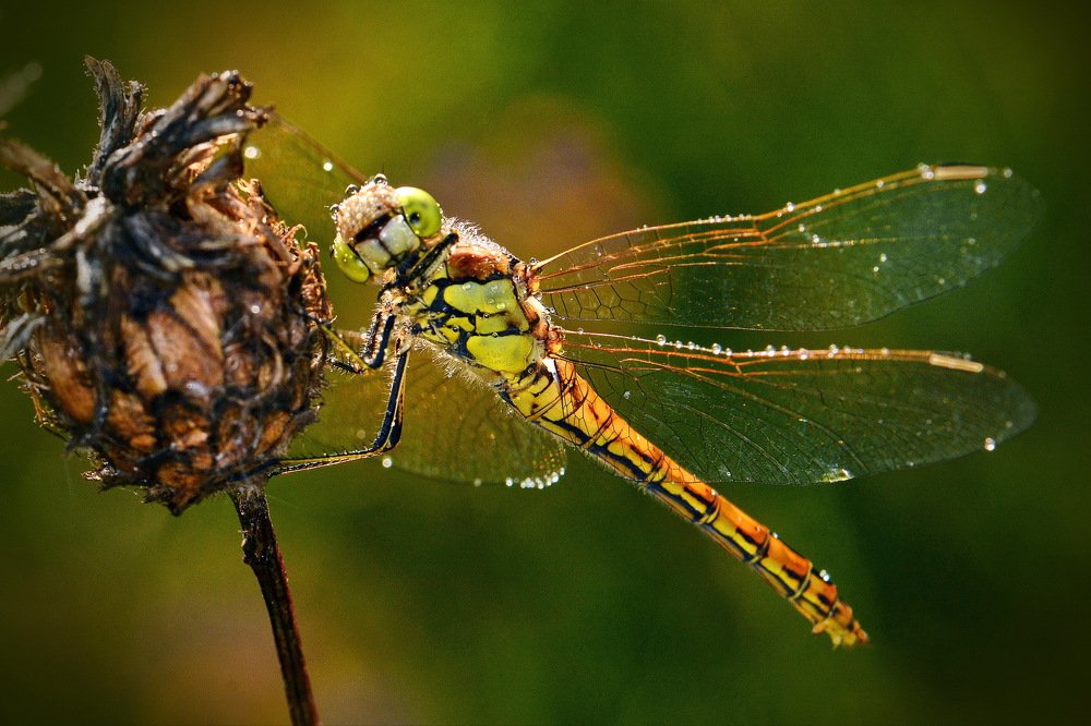 Сними,сними меня фотограф...
