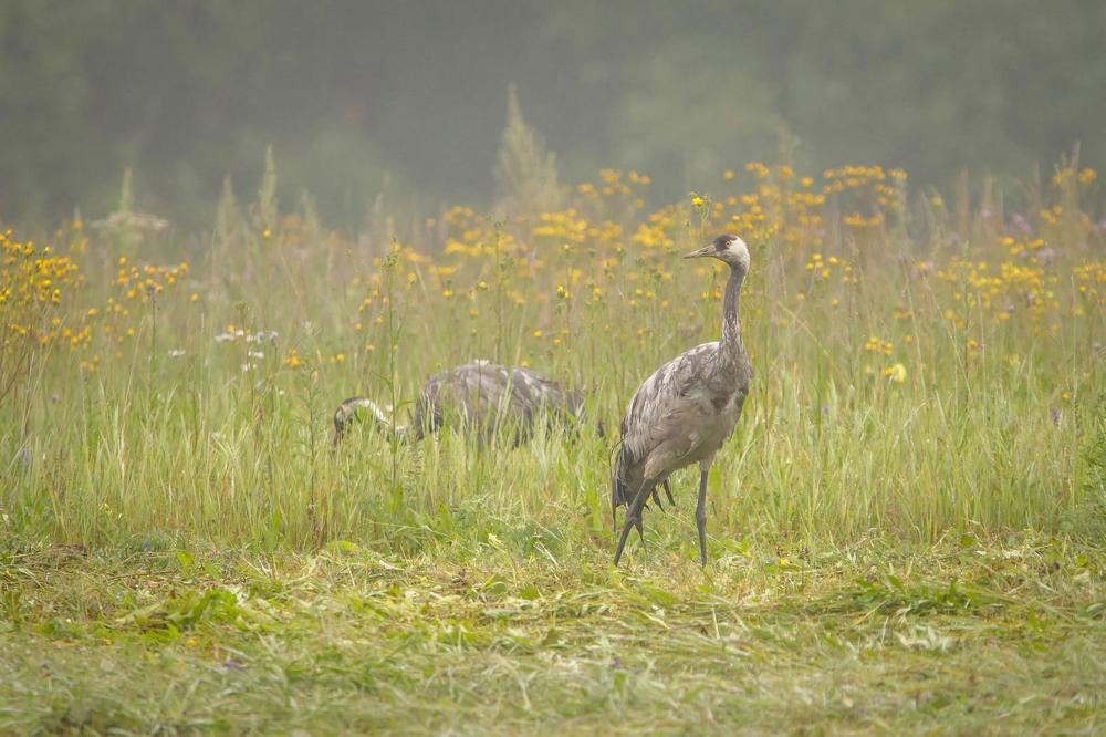 Grey crane on guard...