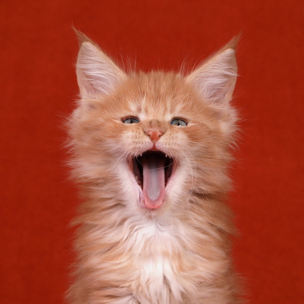 Photograph by Светлана Воскресенская