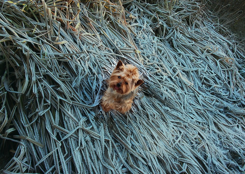 Хрустим инеем.