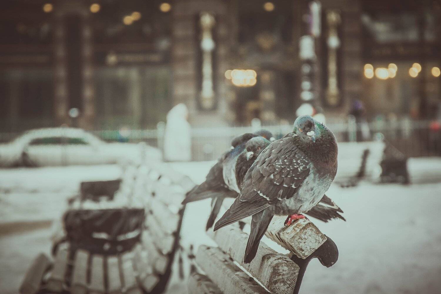 Жители Петербурга