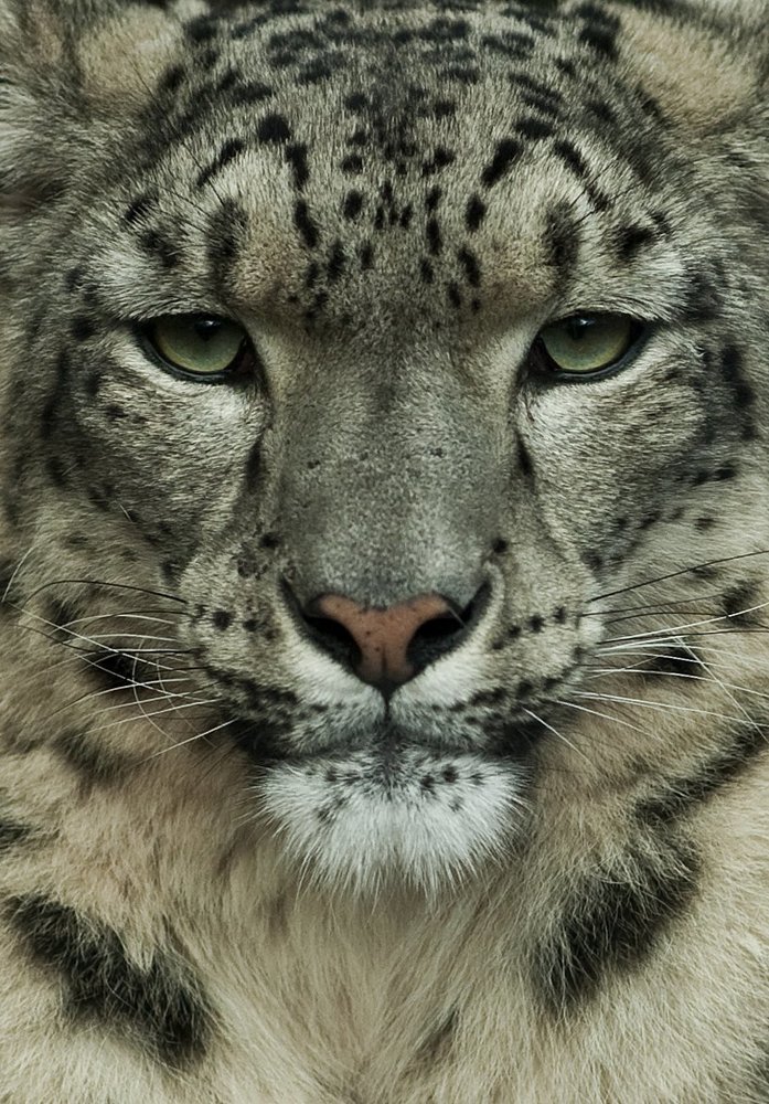 Snow Leopard