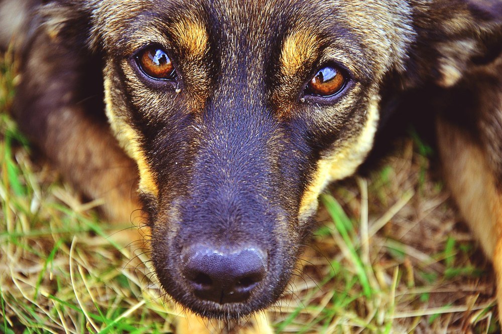 Верный друг