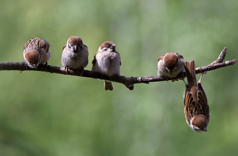 Тихий час в детском саду..))