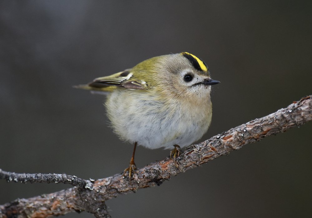 Photograph by Татьяна Спицына
