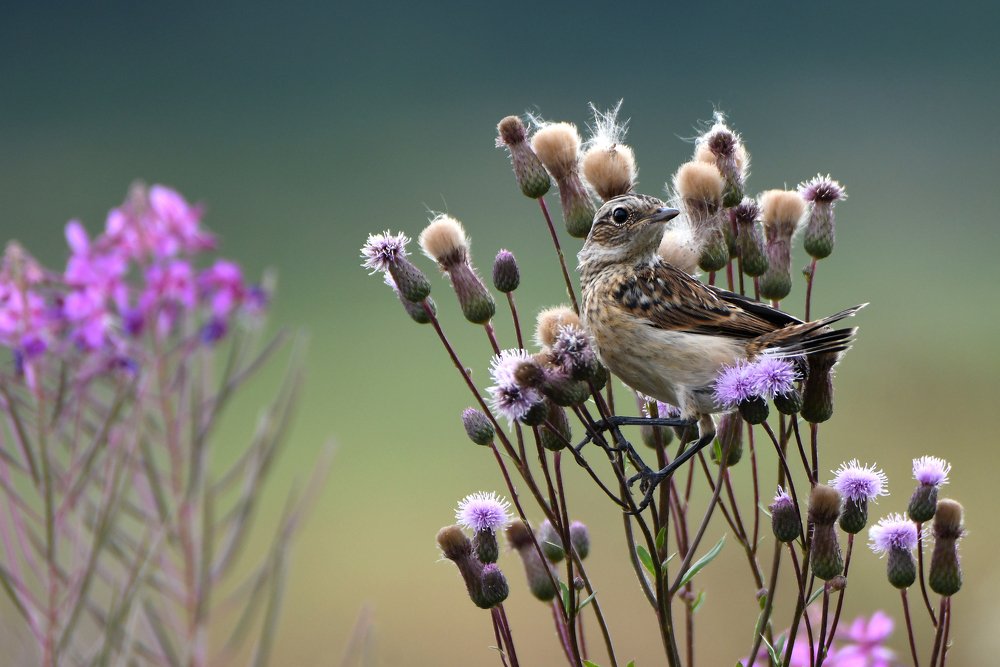 Photograph by Татьяна Спицына