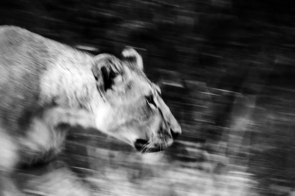 Photograph by Yashwanth Pavanan