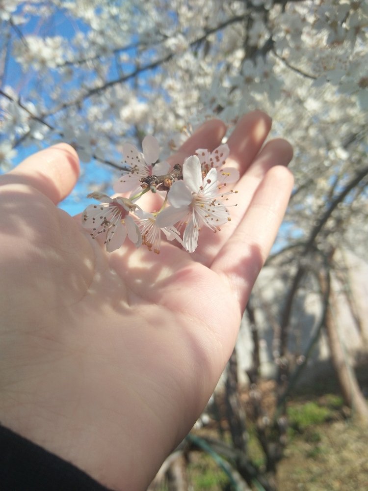 Photo #4984800