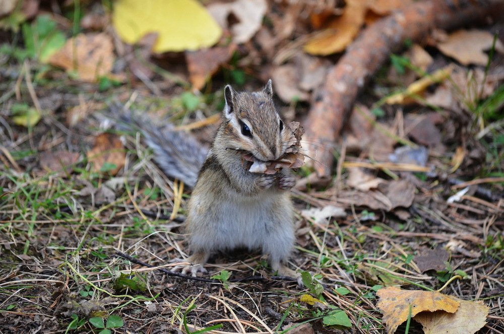 Подготовка к зиме