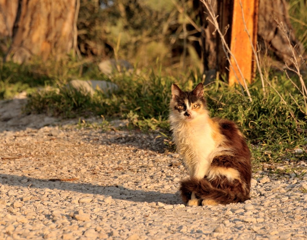 Photograph by Geo Lib