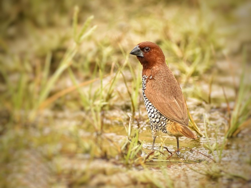 Photograph by Sameer Das
