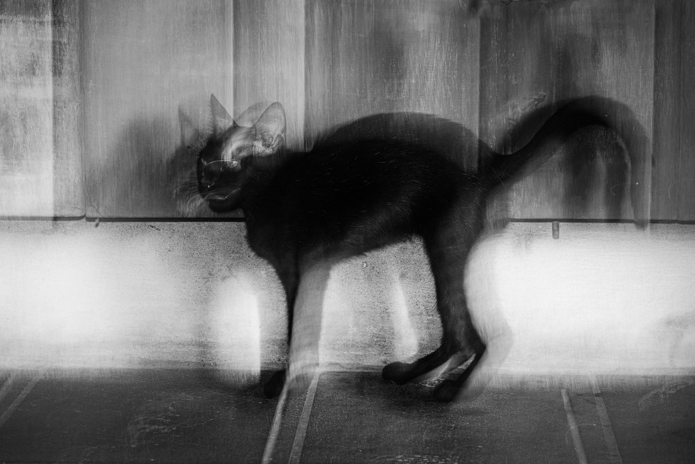 Photograph by SHAJI CHANDRAN