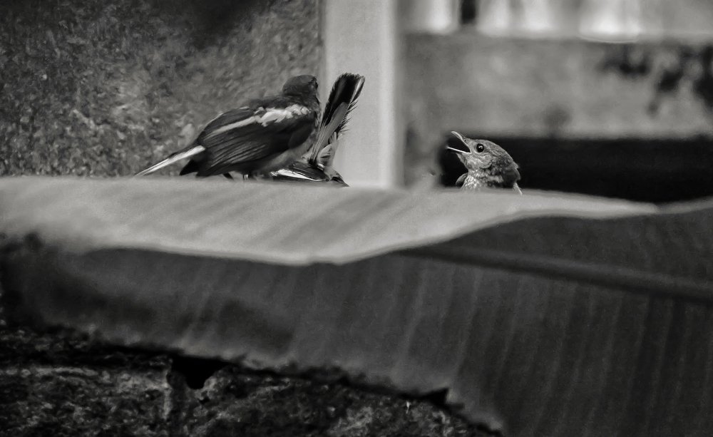 Photograph by DEBYENDU DAS