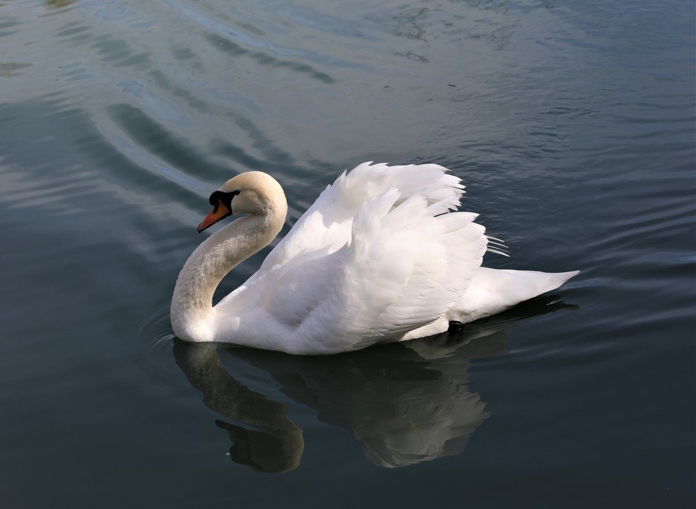 Photograph by Антонина Владимировна Завальнюк