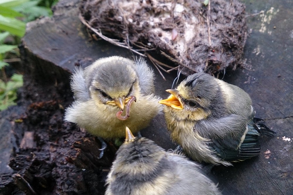 Photograph by Антонина Вишневская