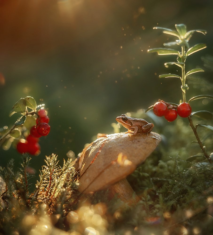 Photograph by Тарасова Ольга